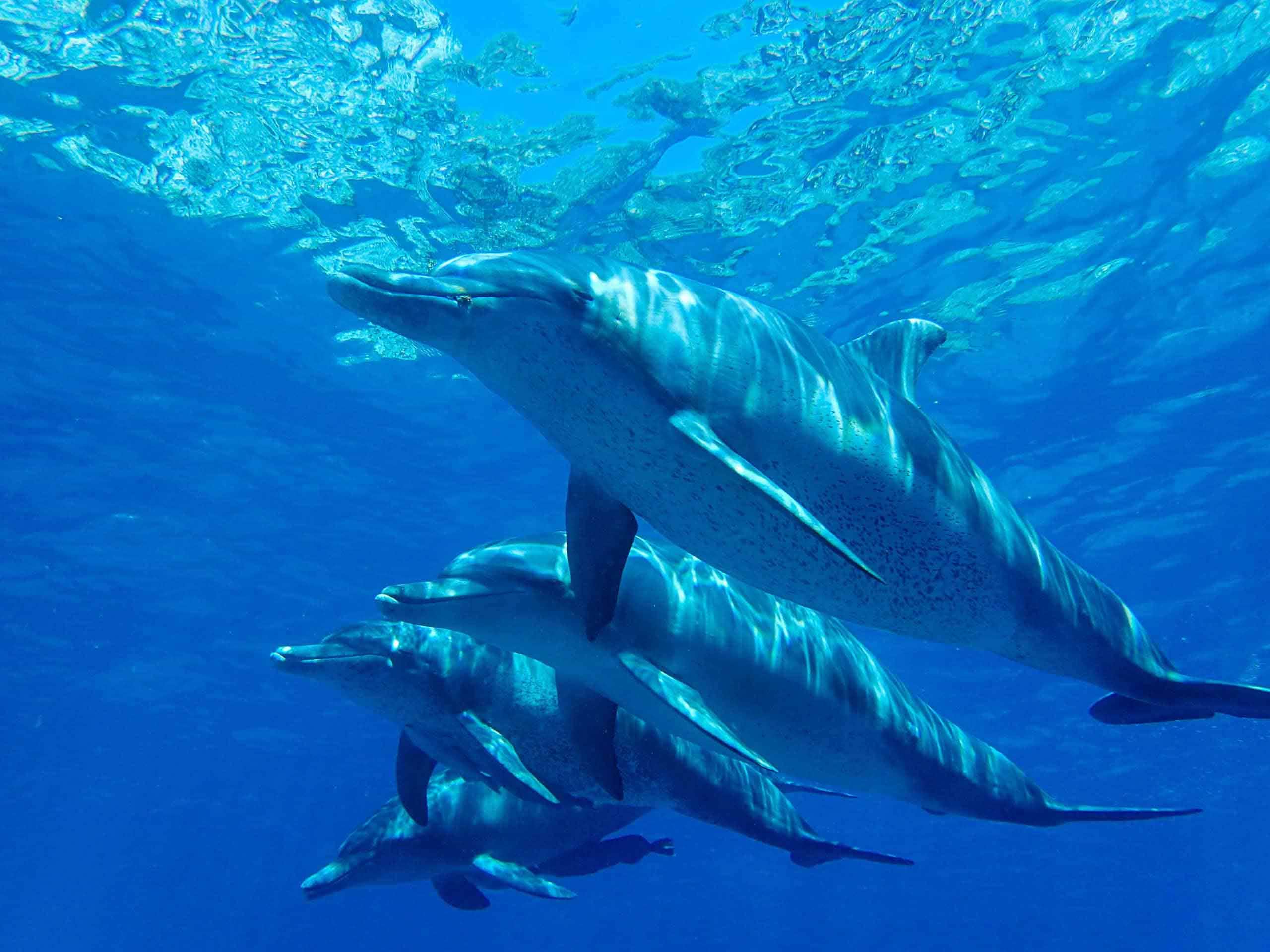 イルカの群れが泳いでいる写真