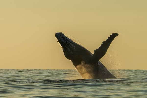 夕方のザトウクジラのブリーチの写真