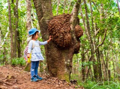 子供が木を触っている写真