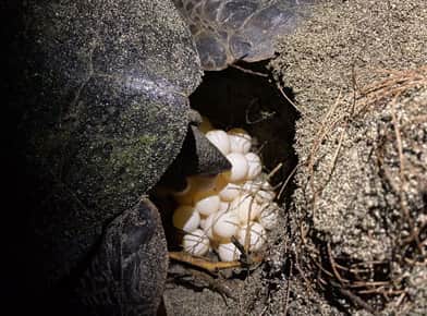 産卵するウミガメの写真