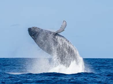 ザトウクジラの写真