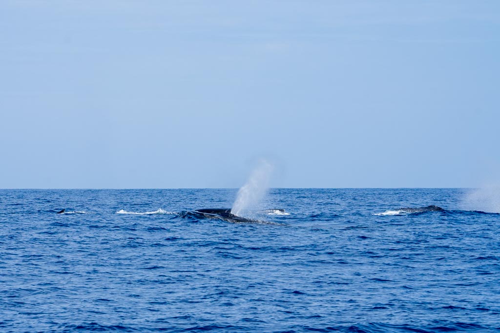 ザトウクジラのブロー | 父島ガイドPolaris