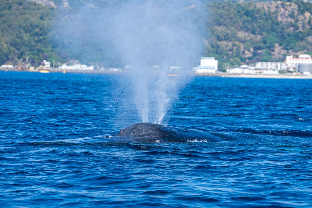 ザトウクジラのブロー | 父島ガイドPolaris