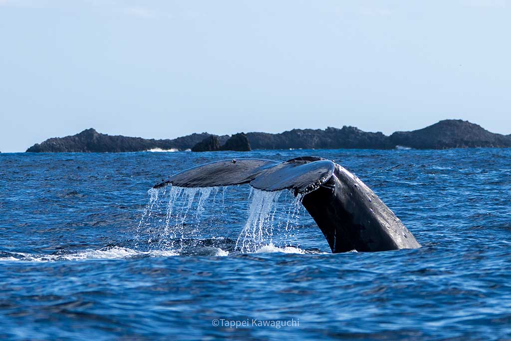 クジラのテール